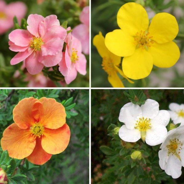 Лапчатка кустарниковая Маккейс Уайт