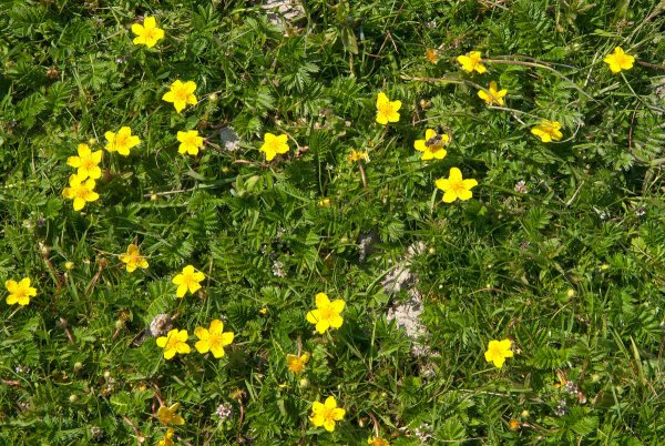 Лапчатка кустарниковая Альба