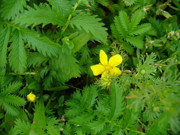 Лапчатка берингийская