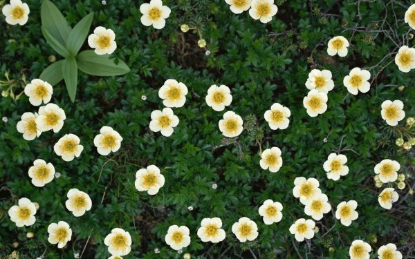 Лапчатка кустарниковая Примроуз Бьюти