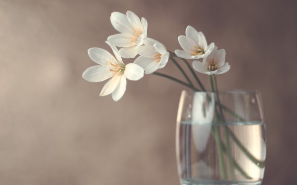 Цветы Минимализм