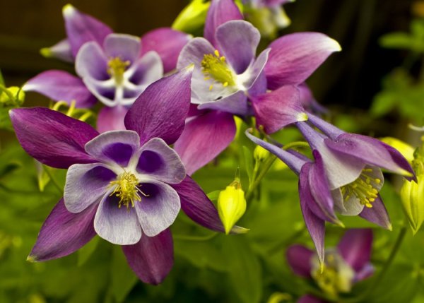 Водосбор цветок Аквилегия