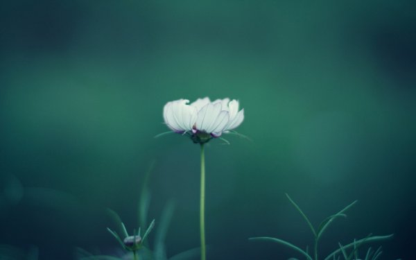 Цветы природа Минимализм