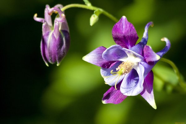 Аквилегия водосбор