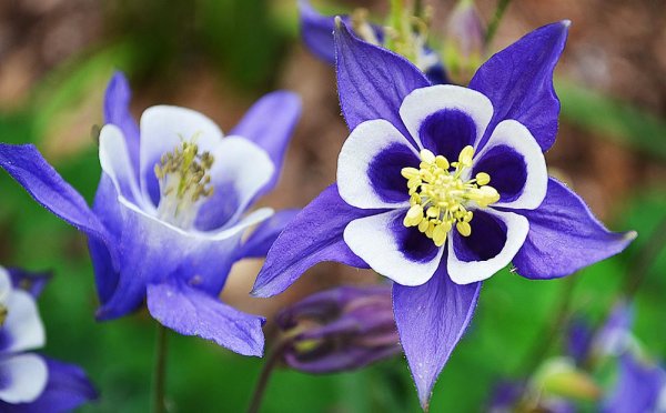 Аквилегия голубая Гиант