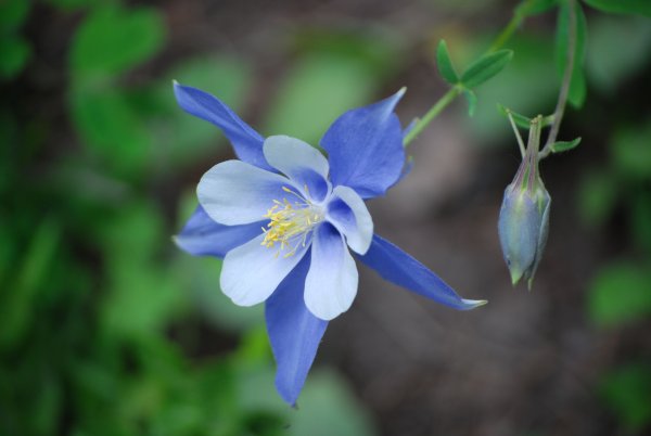Аквилегия Aquilegia vulgaris