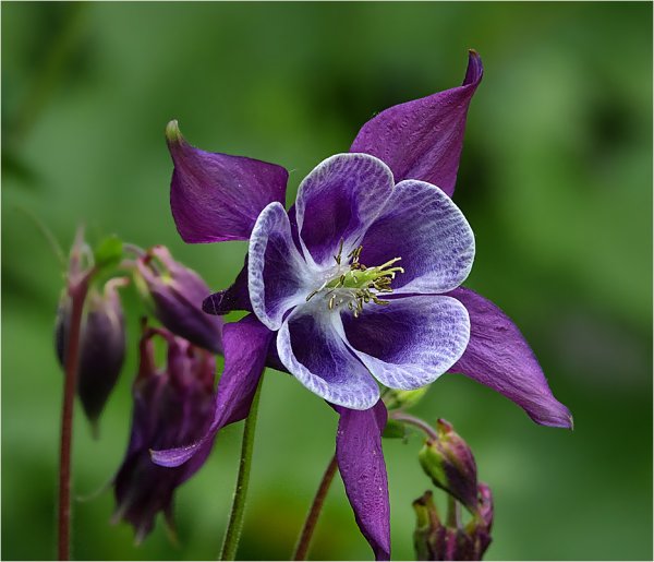Аквилегия водосбор