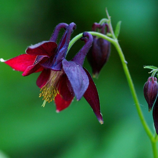 Аквилегия водосбор Орлик