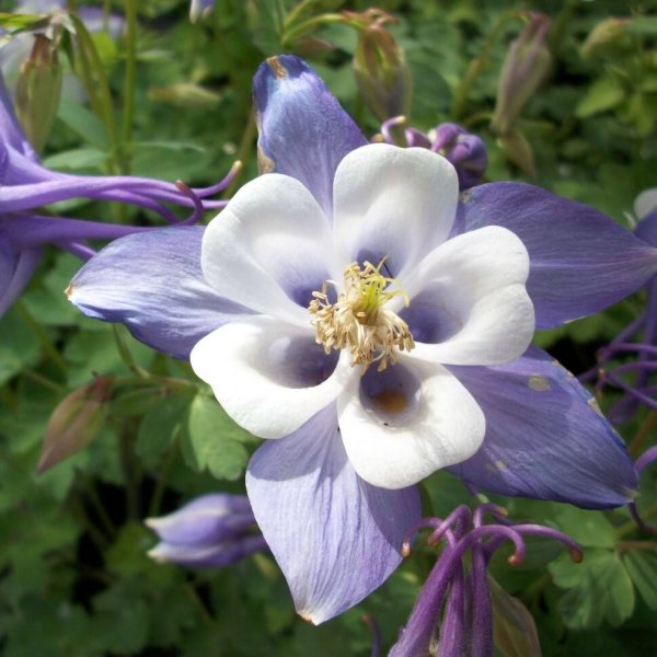 Аквилегия Орлик