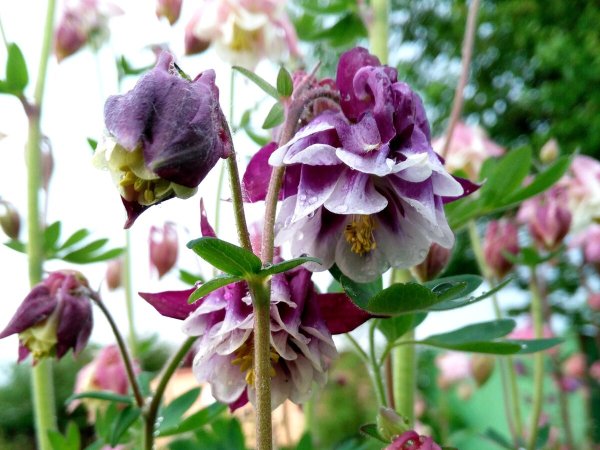 Аквилегия водосбор