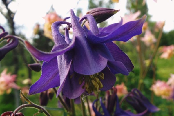 Аквилегия Мак Кана