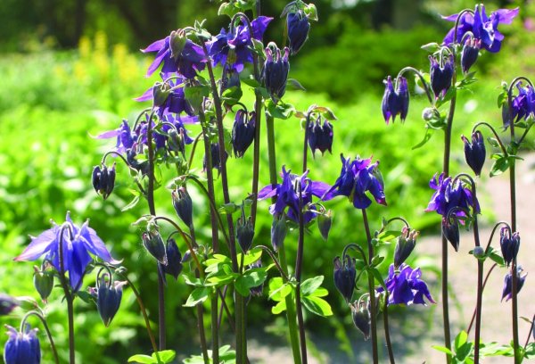 Аквилегия цветет