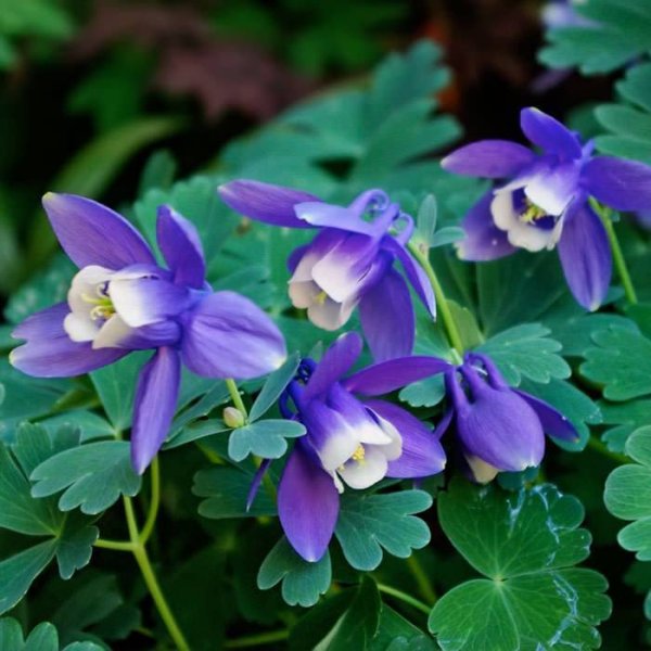 Аквилегия Орлик