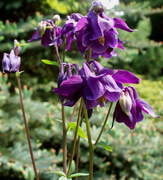 Аквилегия Орлик