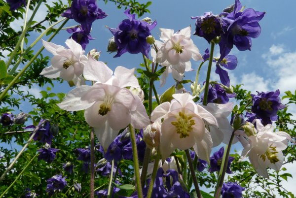 Аквилегия водосбор