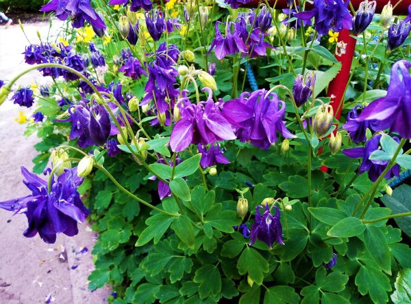 Аквилегия водосборник