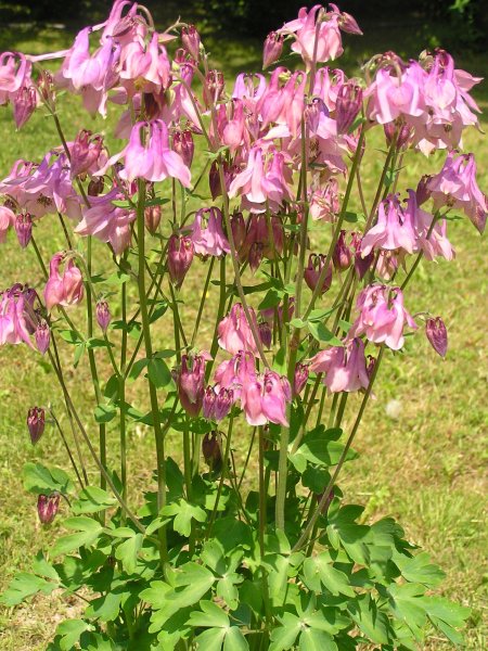 Аквилегия Лесная синяя