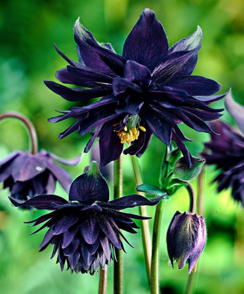 Аквилегия Дороти Роуз