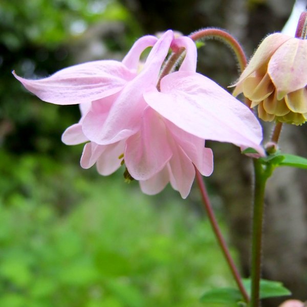 Аквилегия вееровидная Пинк