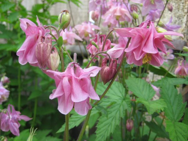 Аквилегия золотистоцветковая