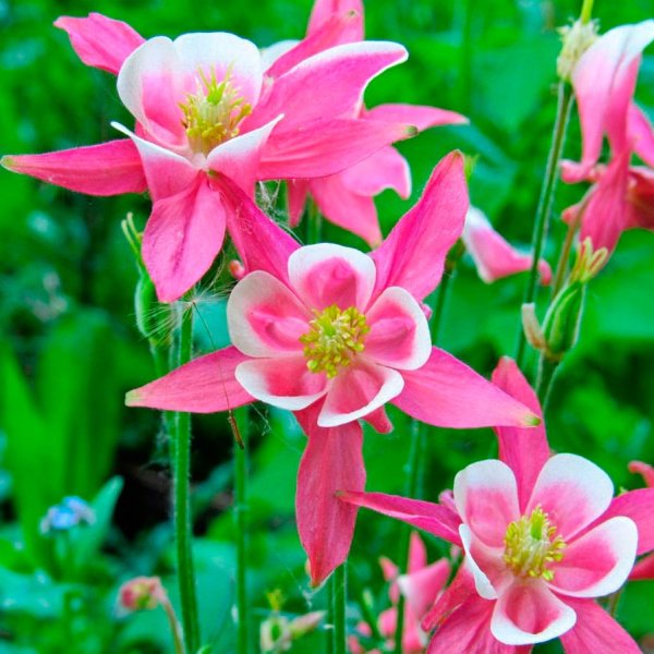 Аквилегия водосбор