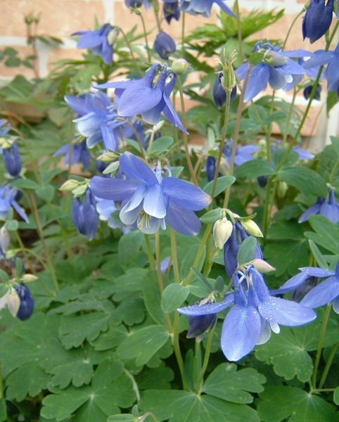Аквилегия водосбор