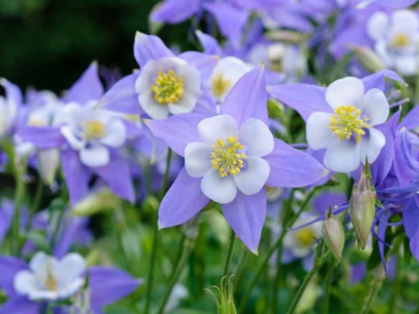 Аквилегия Aquilegia vulgaris