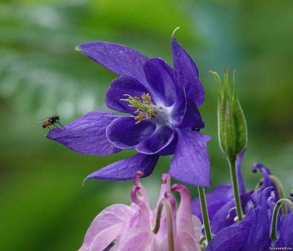 Аквилегия водосбор Орлик