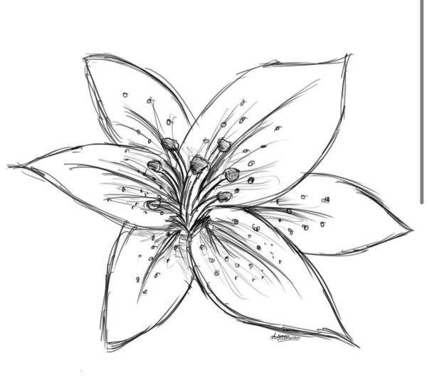Цветы карандашом для срисовки легкие