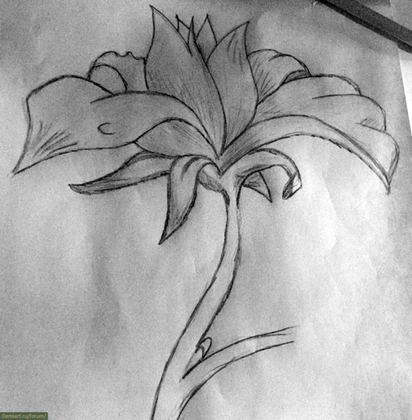 Цветы карандашом для срисовки