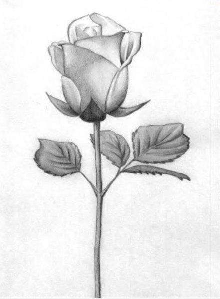Наброски цветов карандашом