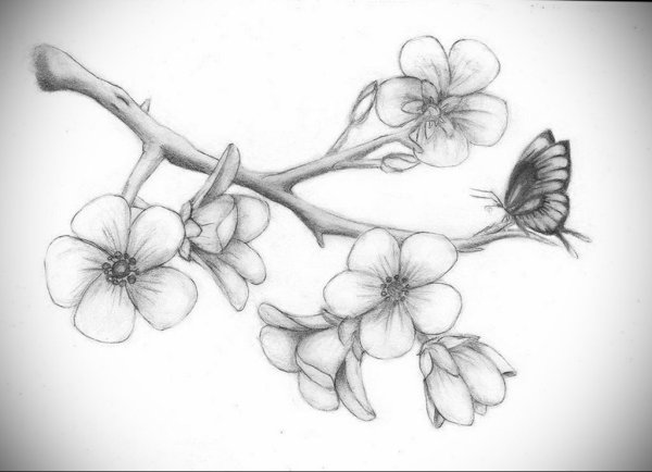 Рисунки карадашомцветы