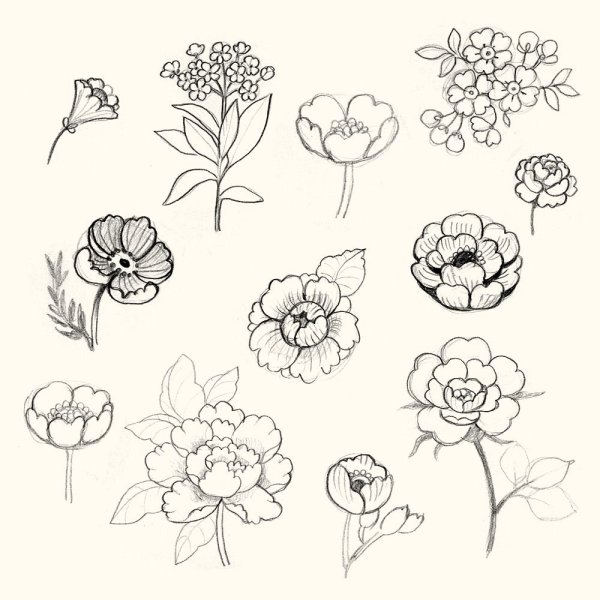 Цветы скетч