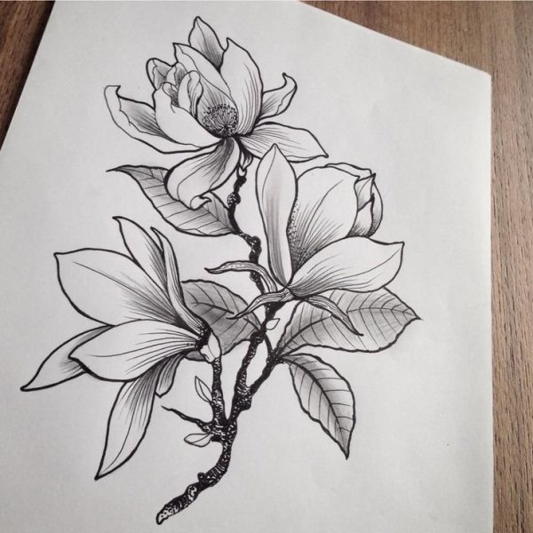 Цветы для срисовки