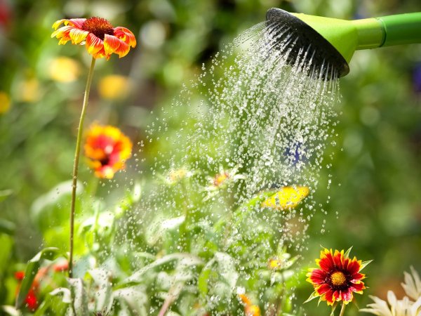 Полив из лейки