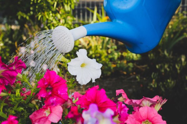 Лейка для цветов красивая