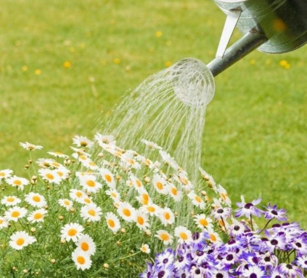 Полив из лейки