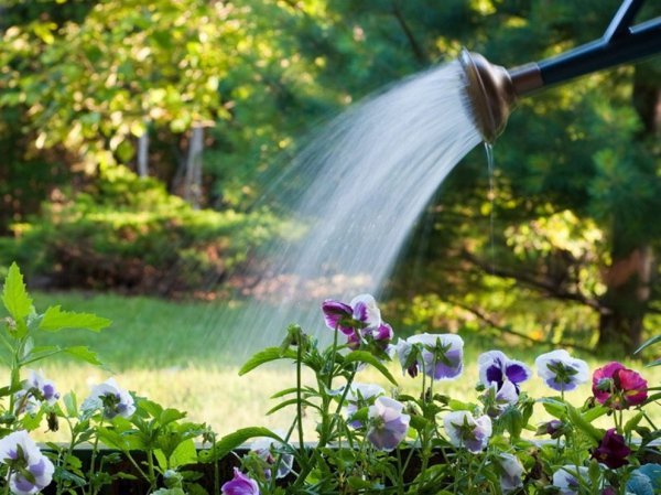 Полив цветов в саду
