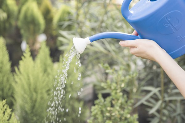 Лейка для полива цветы