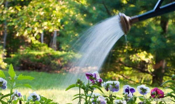 Вода и растения