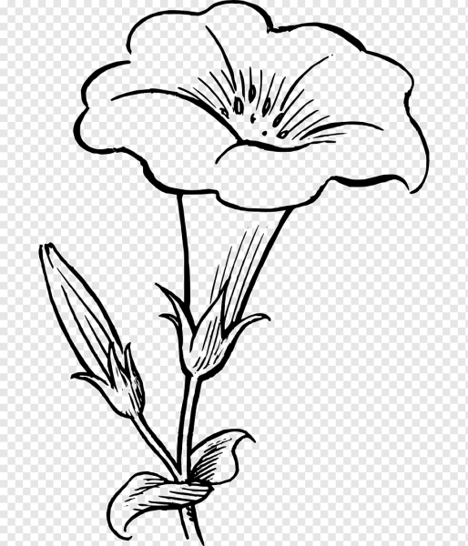Цветок контурный рисунок