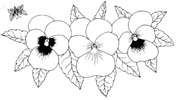 Ромашка раскраска