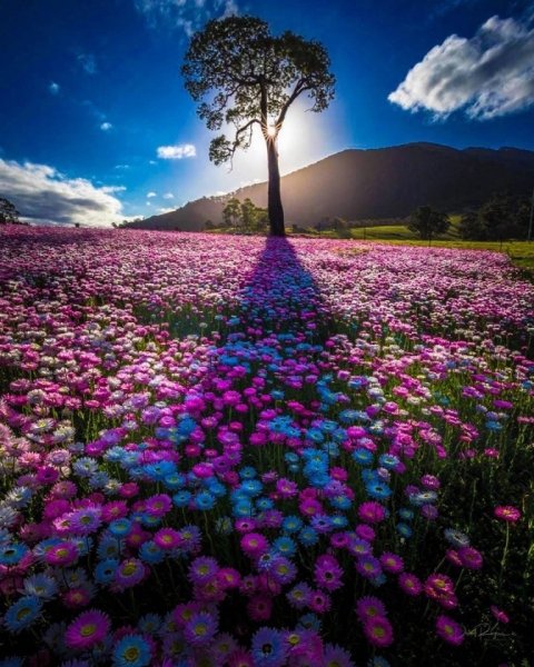 Природа цветы