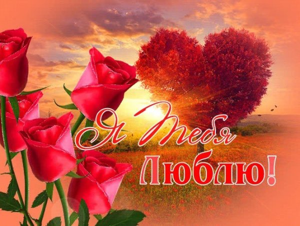 Я тебя люблю цветы