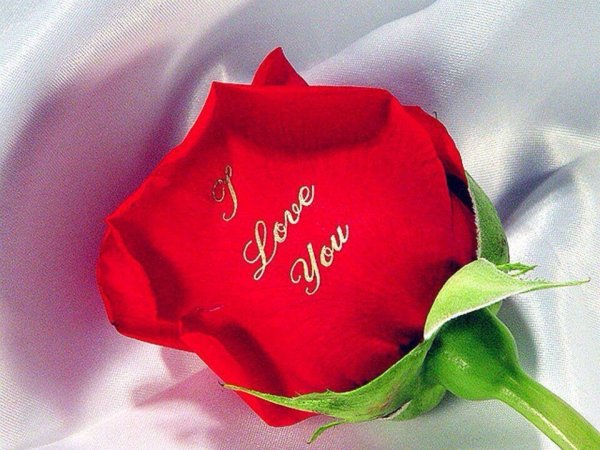 Цветы для любимой женщины