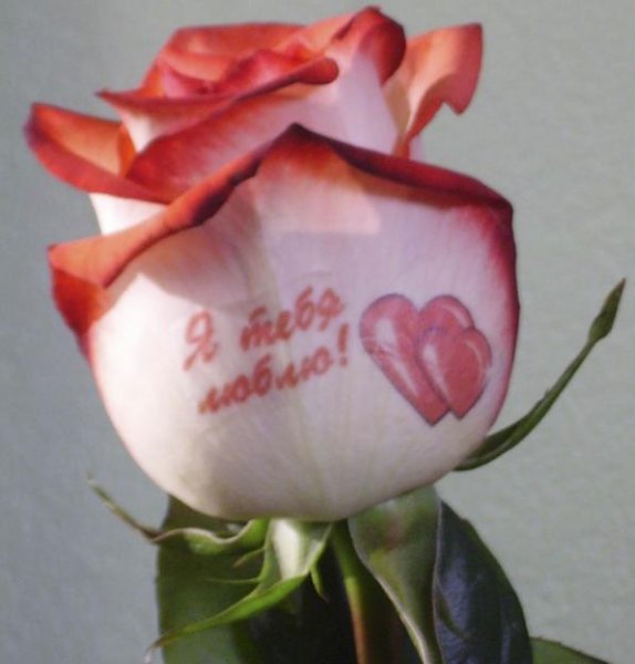 Красивый букет роз для любимой жены