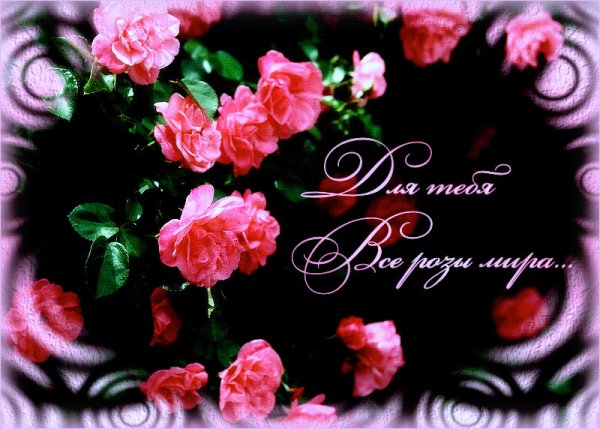 Самые красивые розы для тебя