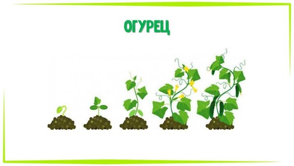 Алгоритм посадки цветов