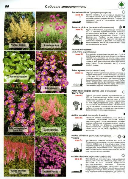10 декоративных растений для бедной почвы