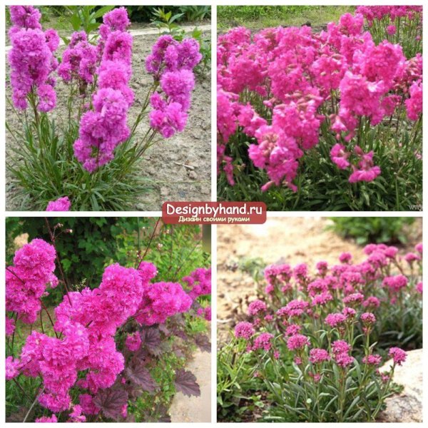 Многолетние цветы для дачи для букетов